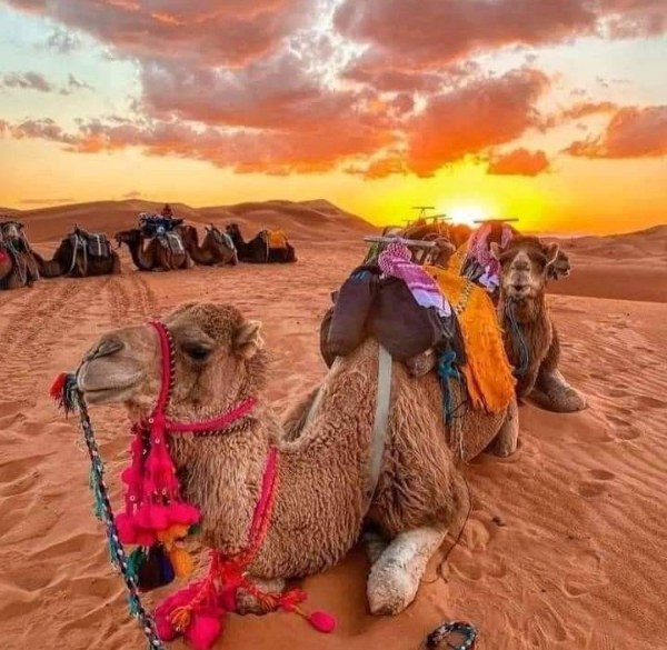 Paseo en camello en Marrakech